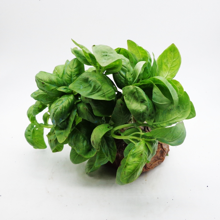 ALBAHACA