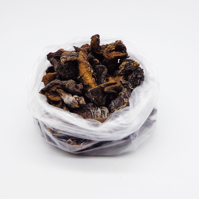 HONGOS DE PINO